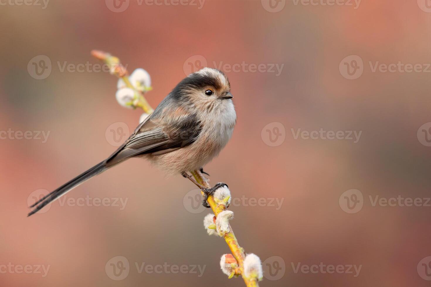 Vogel Fotografie, Vogel Bild, die meisten schön Vogel Fotografie, Natur Fotografie foto