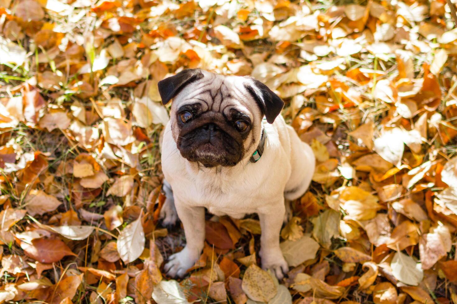 Porträt von ein Mops Hund Sitzung im das Herbst Park auf Gelb Blätter gegen das Hintergrund von Bäume und Herbst Wald. foto