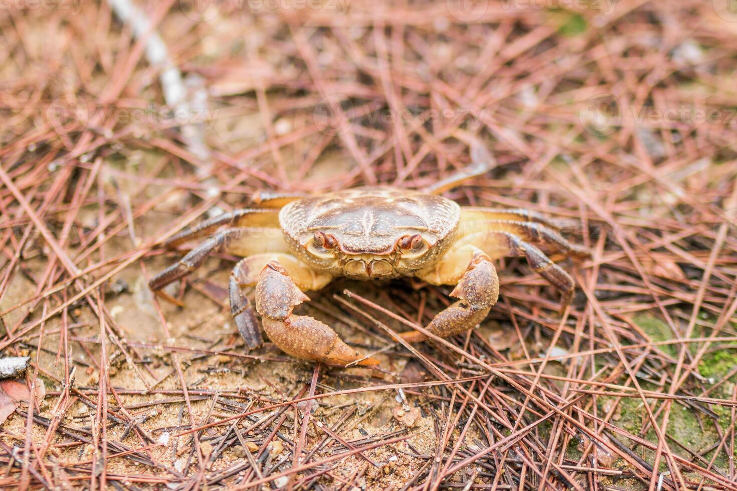 Berg Krabbe ist Sitzung auf Kiefer Nadeln im ein Wald. foto