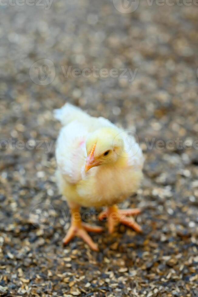 schließen oben winzig süß Küken Gehen auf das Wiese. klein flauschige Küken Landwirtschaft organisch. foto