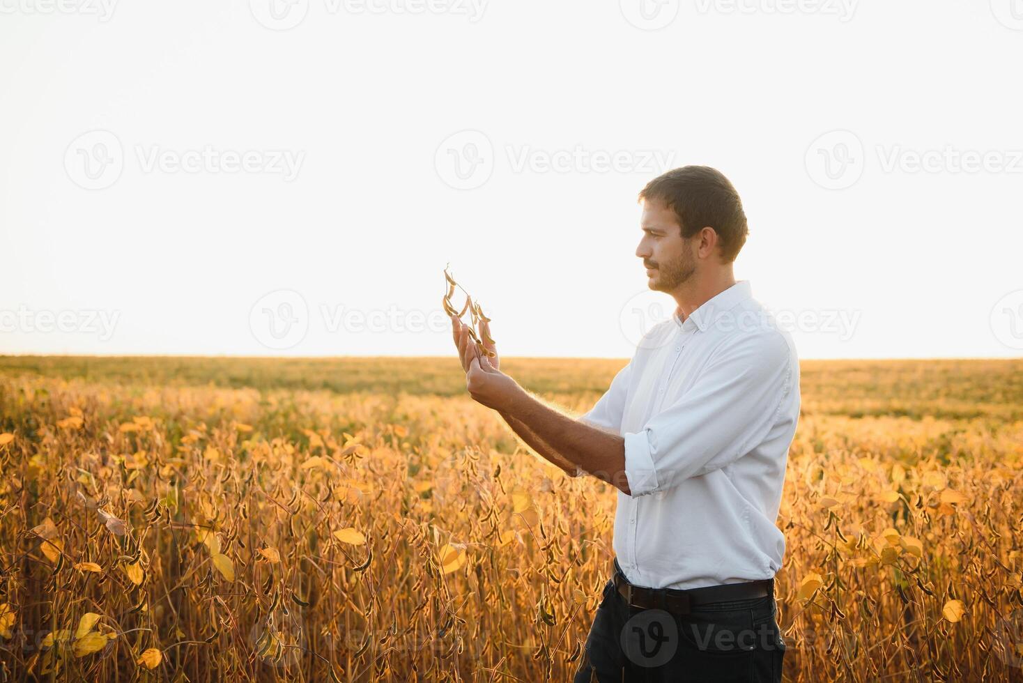 Farmer Agronom im Sojabohne Feld Überprüfung Pflanzen Vor Ernte. organisch Essen Produktion und Anbau. foto