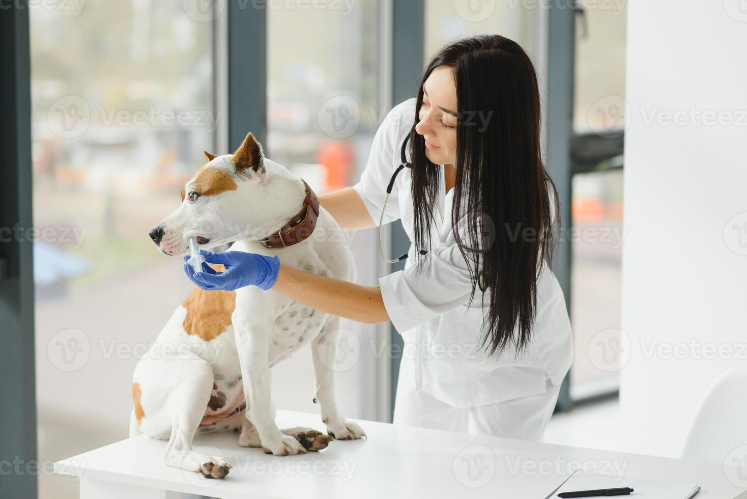 weiblich Tierarzt auf Tier Klinik mit Tierarzt, Heilung Haustier. foto