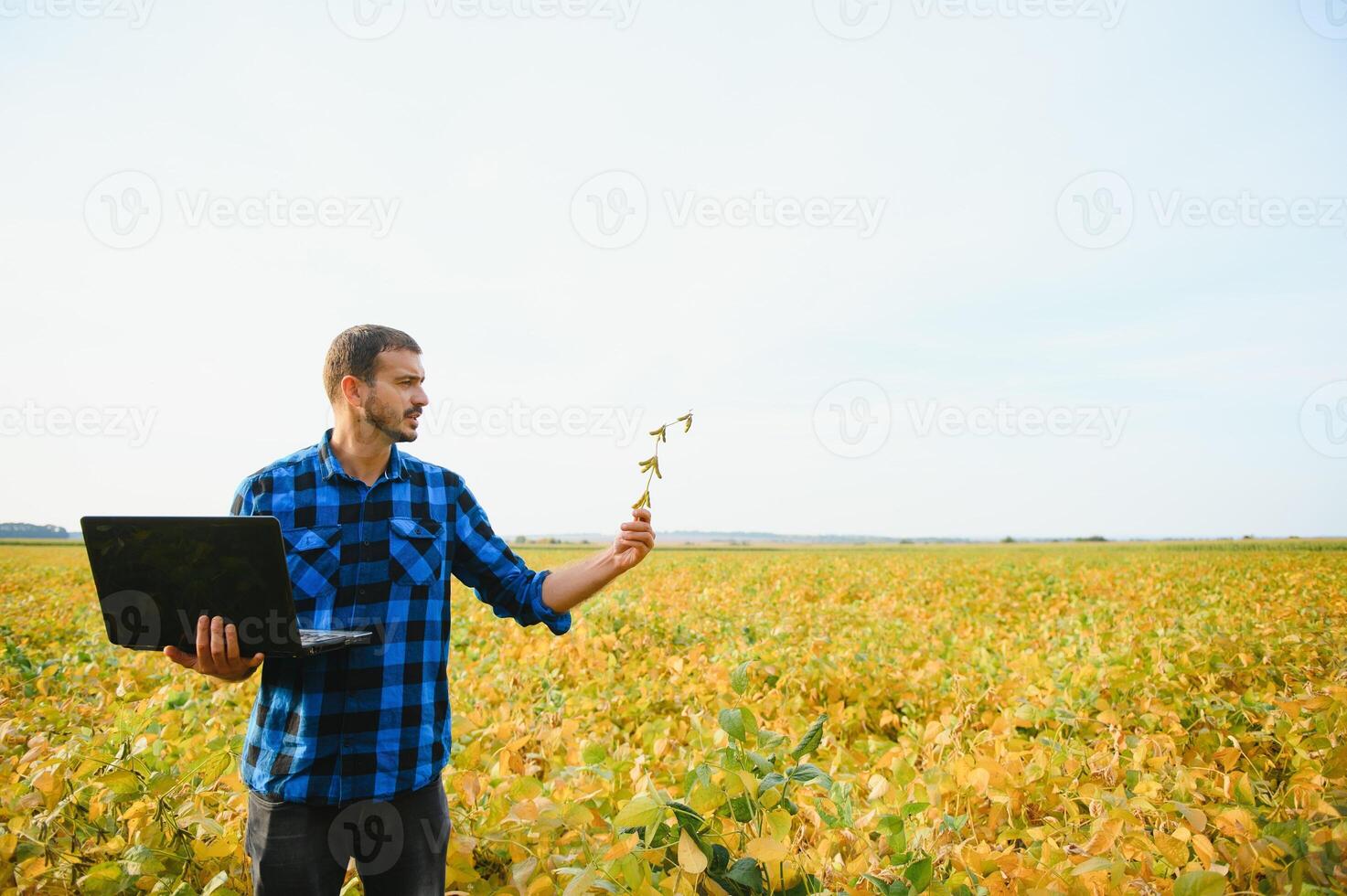 Agronom inspizieren Soja Bohne Pflanzen wachsend im das Bauernhof Feld. Landwirtschaft Produktion Konzept. jung Agronom untersucht Sojabohne Ernte auf Feld im Sommer. Farmer auf Sojabohne Feld foto