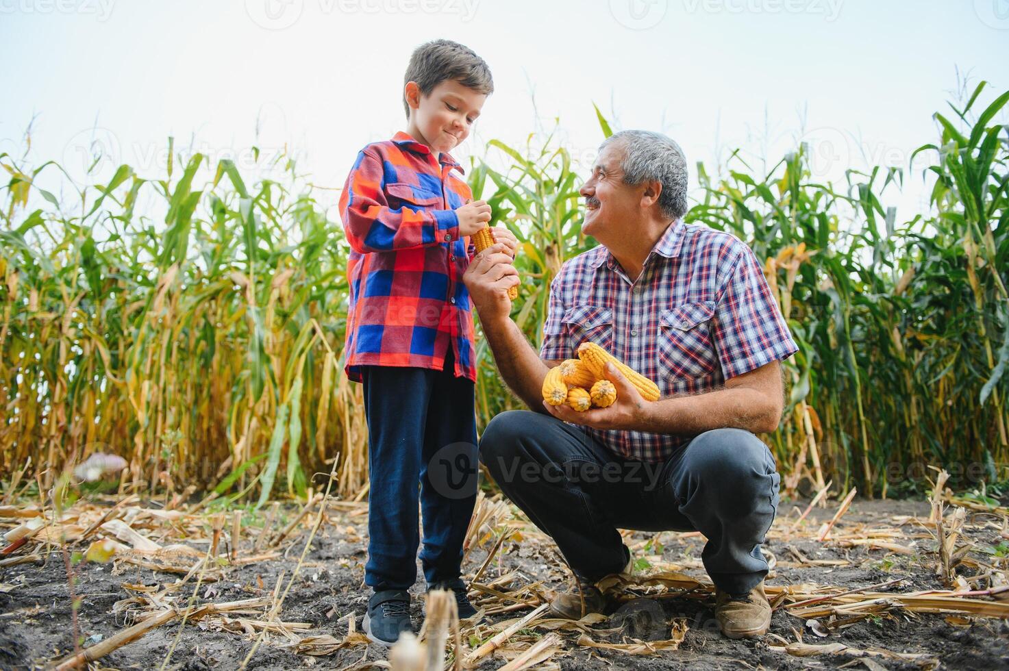 Familie Landwirtschaft. Bauern Großvater mit wenig Enkel im ein Mais Feld. erfahren Großvater erklärt Enkel das Natur von Pflanze Wachstum. foto