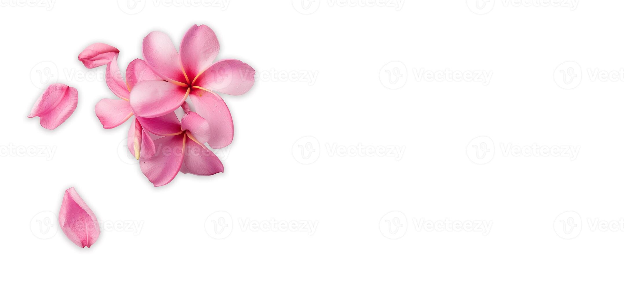 ai generiert Rosa Frangipani isoliert auf Weiß Hintergrund foto