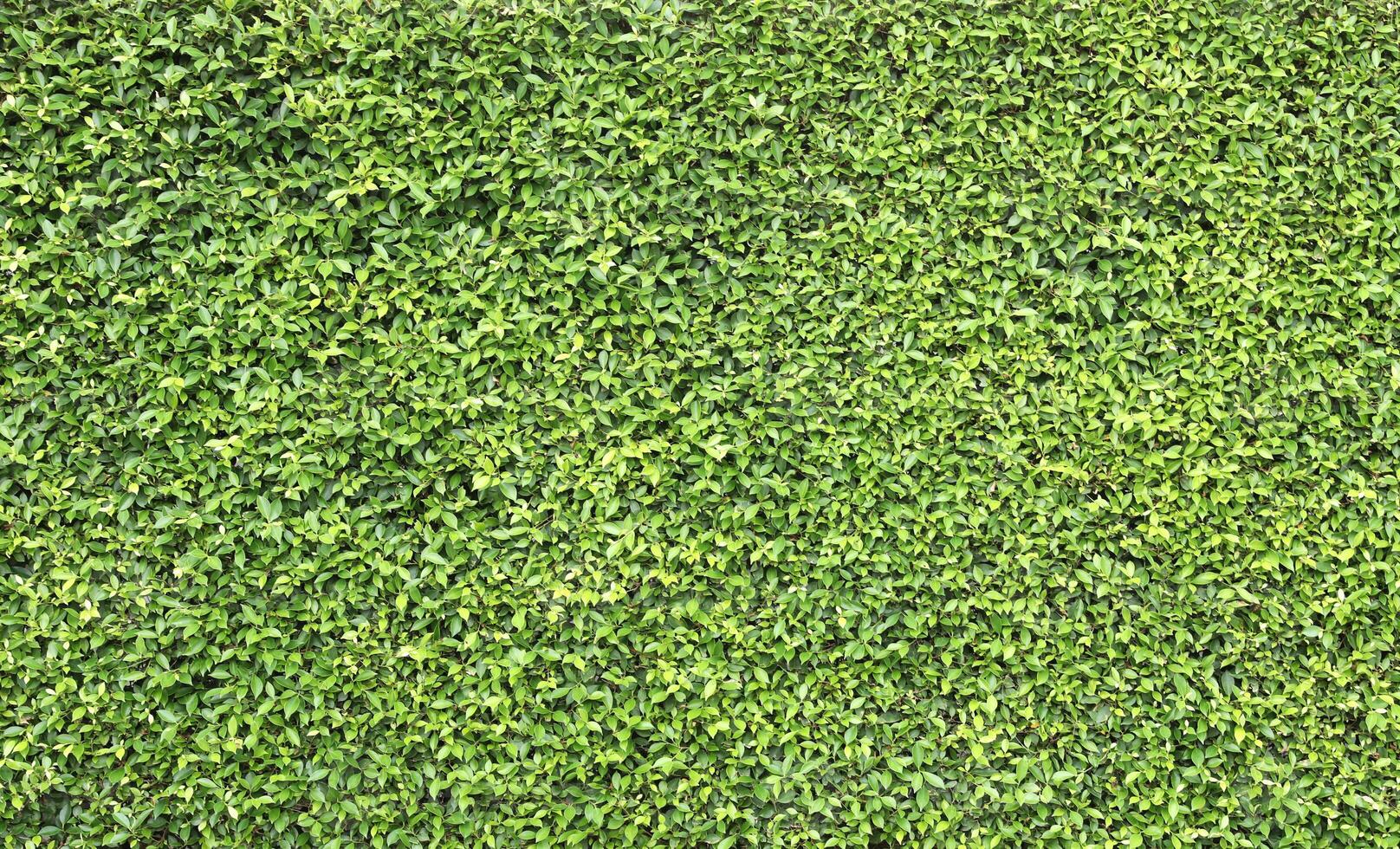 Grün Blätter Mauer Hintergrund. foto