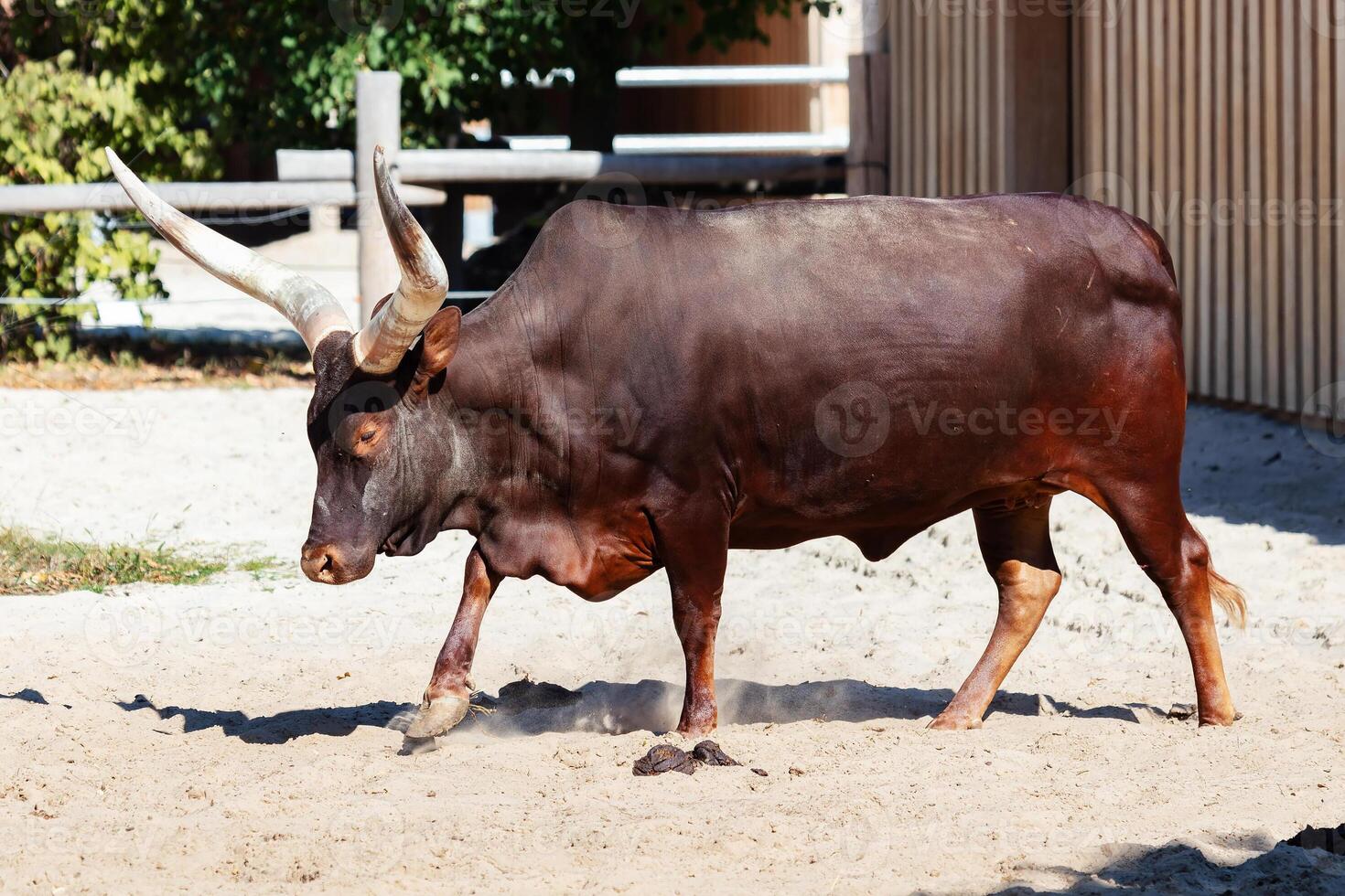 Watusi-Rinder. Säugetier und Säugetiere. Landwelt und Fauna. Tierwelt und Zoologie. foto