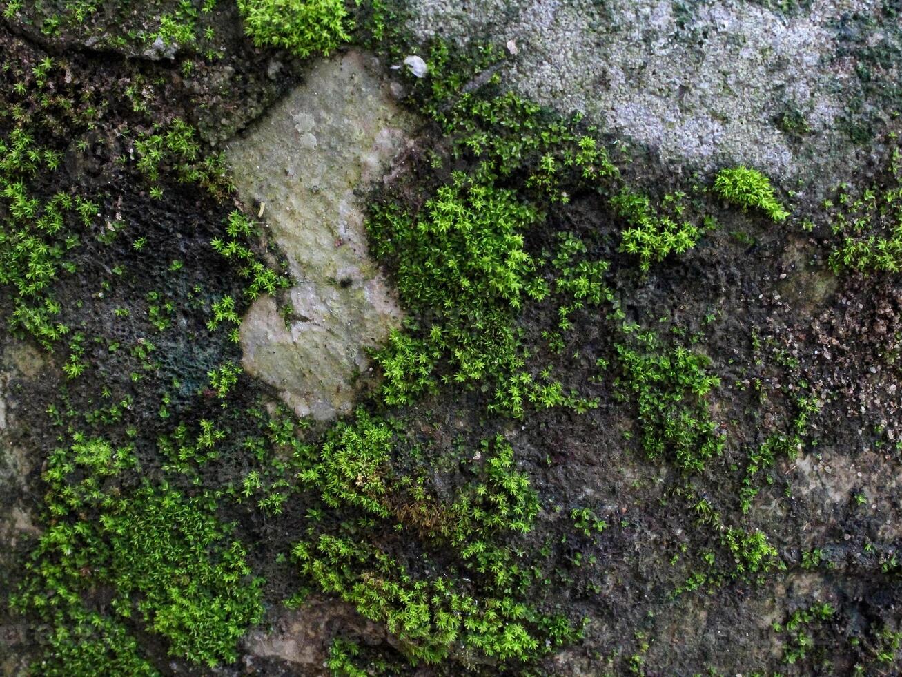 Oberflächen Das sind moosig fällig zu Feuchtigkeit foto