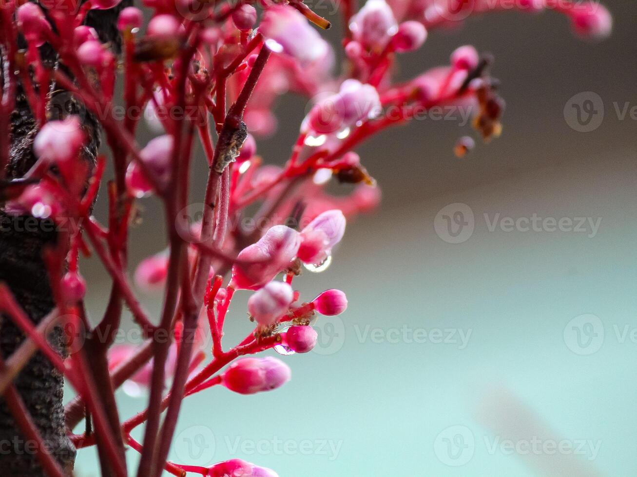 Star Obst Blumen sind immer noch Tau foto