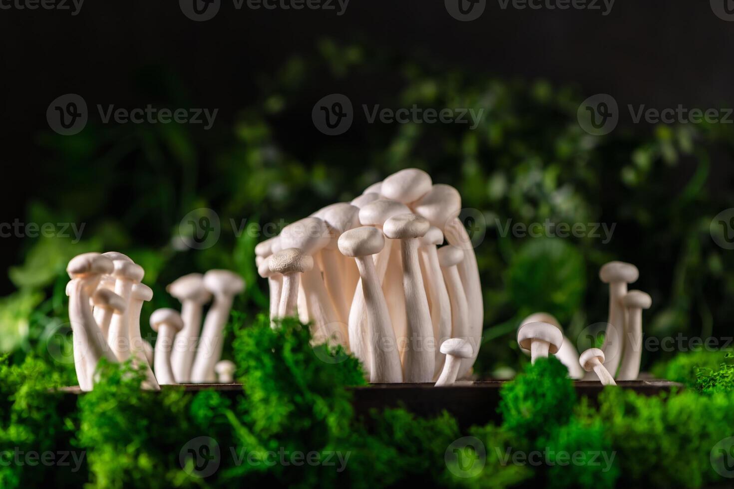 Nahansicht von ein Bündel von Shimeji Pilze auf hölzern Hintergrund, mit selektiv Fokus foto