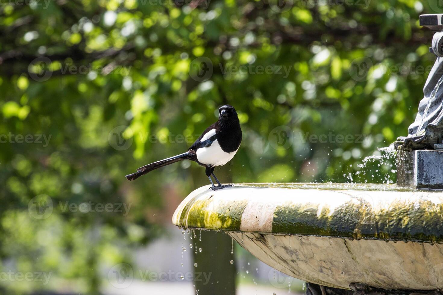 Foto von das Vogel im das Park