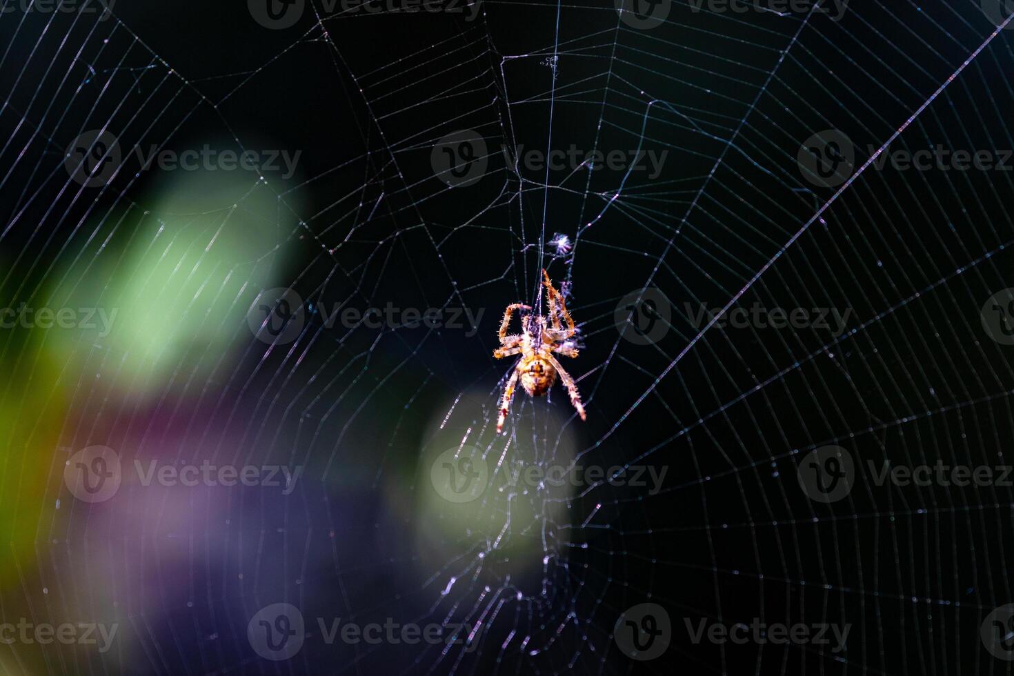 Spinne auf Netz mit natürlich Bokeh Hintergrund foto