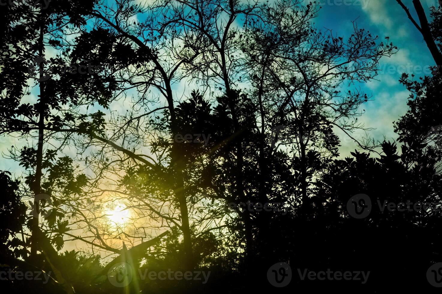 Silhouette von das Wald im das Morgen mit Sonnenlicht durch das Lücken im das Bäume foto