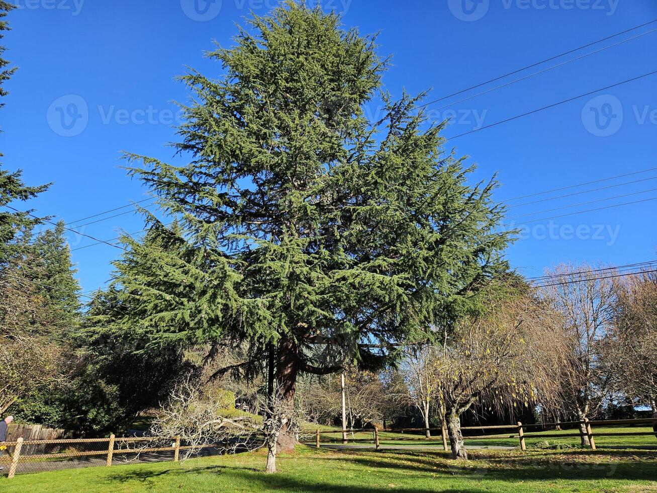 Strahlen von Sonnenschein Reisen durch Wald und Natur im Kirkland Washington foto