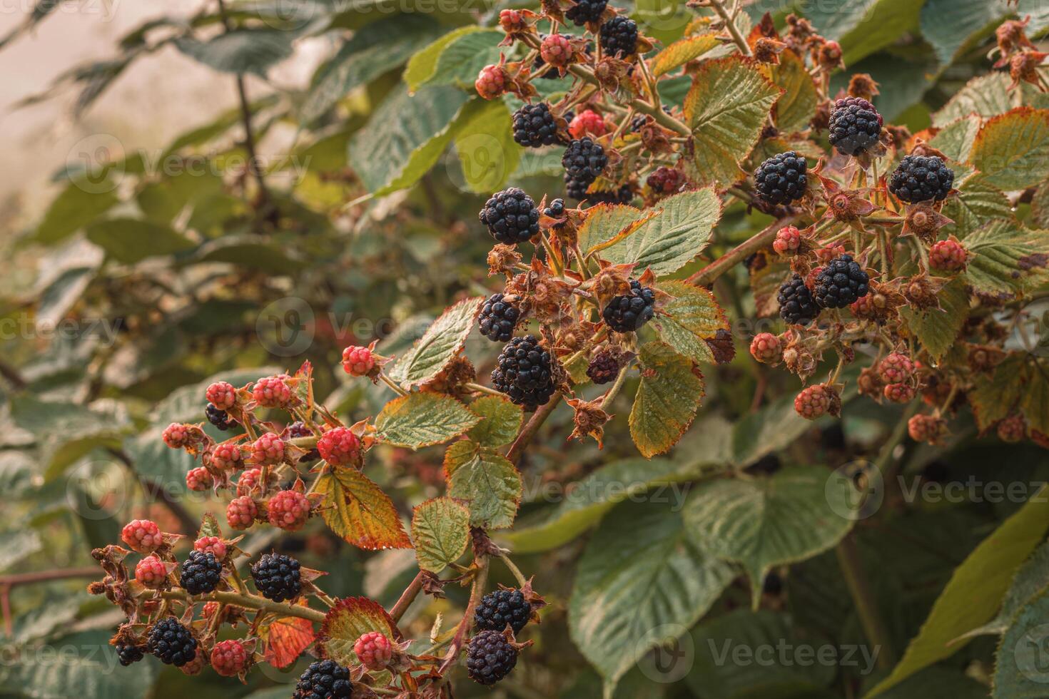 schwarz reif und rot Reifung Brombeeren auf Grün Blätter Hintergrund. foto