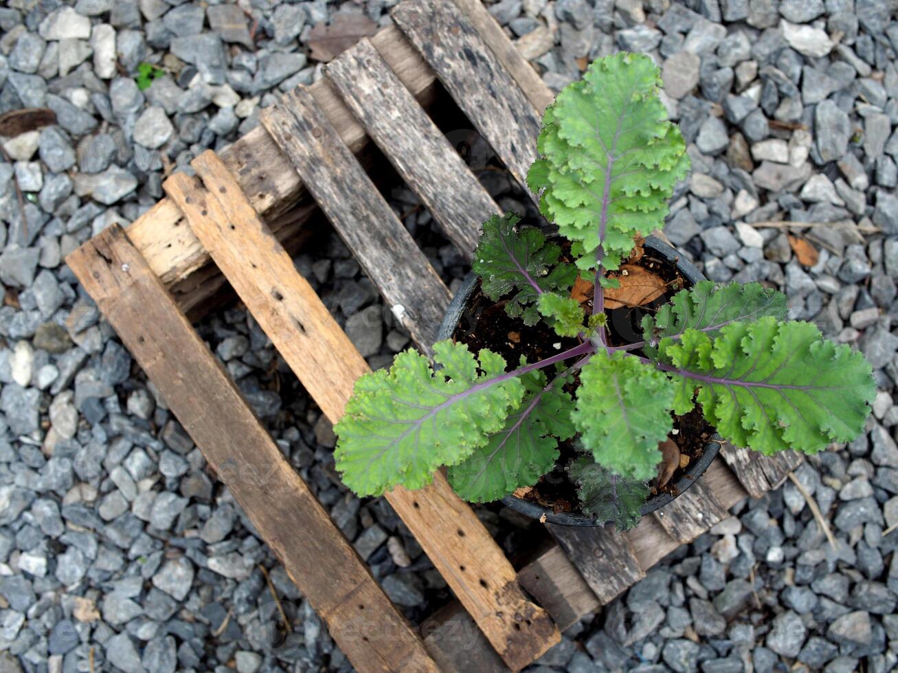 Grünkohl und Grün Salat Pflanze im Topf Garten frisch und organisch foto