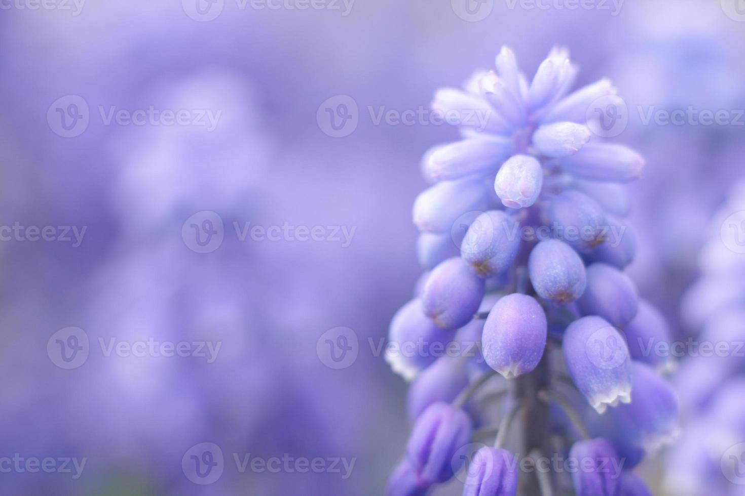 Nahaufnahme von violetten Frühlingsblume foto