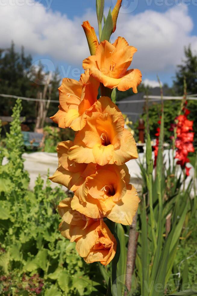 Licht Orange Pfirsich Gladiolen Blumen im ein Blumenbeet im das Garten auf ein sonnig Tag. Vertikale Foto, Nahansicht foto