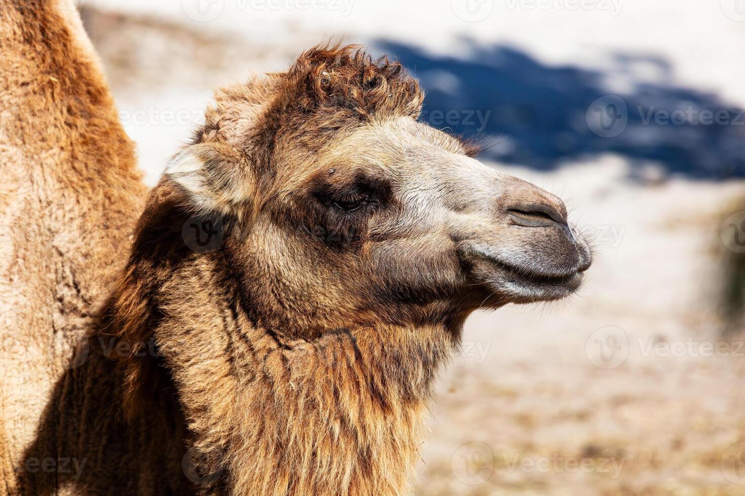 Bactrian Kamel. Säugetier und Säugetiere. Land Welt und Fauna. Tierwelt und Zoologie. foto