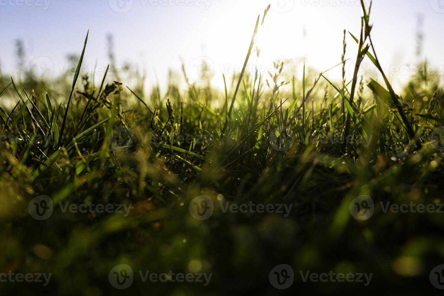 Rasen oder Gräser oder Pflanzen Aussicht von Boden eben. Natur Hintergrund Foto