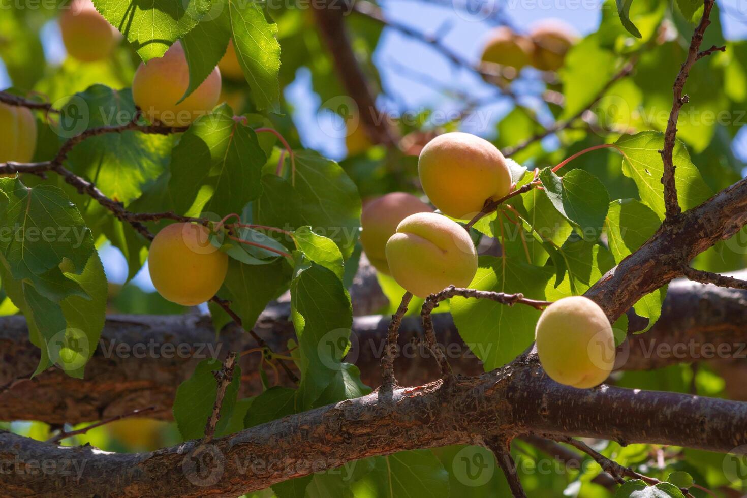 vegan Lebensmittel Konzept. Aprikosen auf das Baum. Sommer- Früchte Produktion. foto