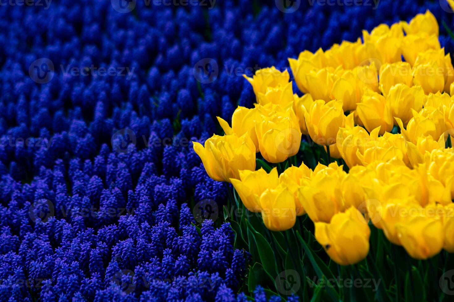 Gelb Tulpen im Traube Hyazinthen im Frühling. foto