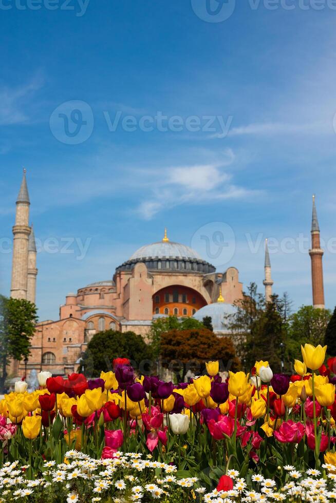 Istanbul Aussicht beim Frühling. Hagia Sophia oder Ayasofya mit Tulpen im Frühling foto