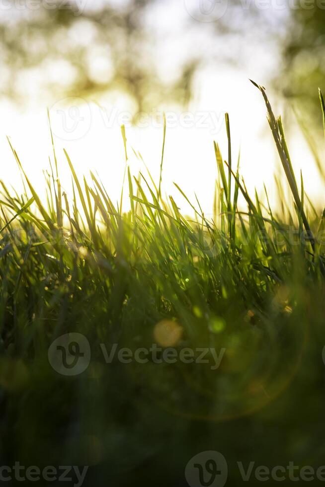 defokussiert Gräser oder Pflanzen Vertikale Hintergrund Foto. Natur Hintergrund Foto. foto