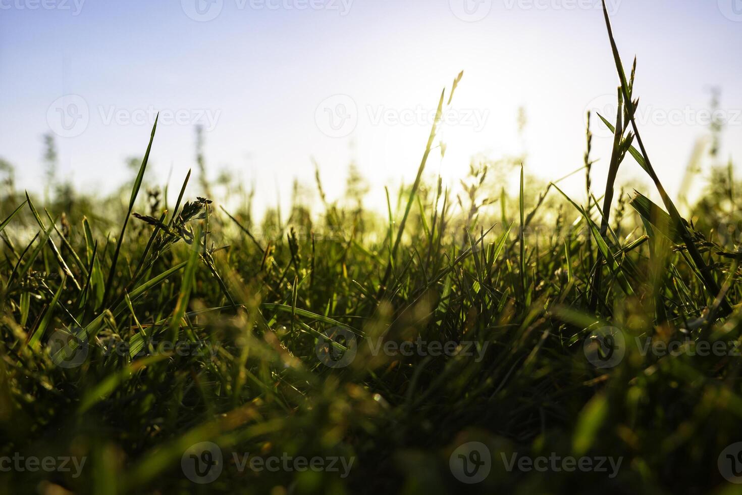 Gräser oder Pflanzen Aussicht von Boden eben. Natur oder Umgebung Hintergrund Foto