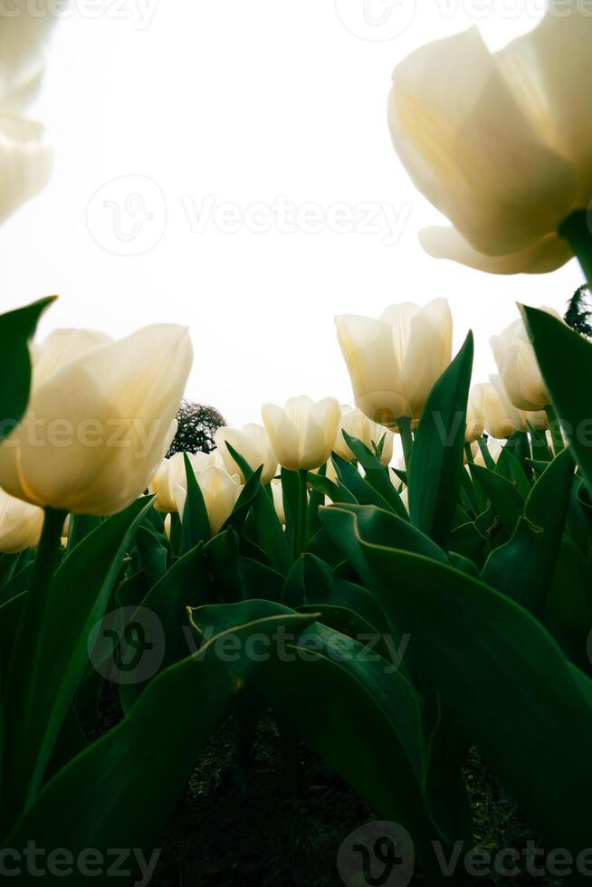 Frühling Blumen Hintergrund. Weiß Tulpen Vertikale Geschichte Hintergrund Foto