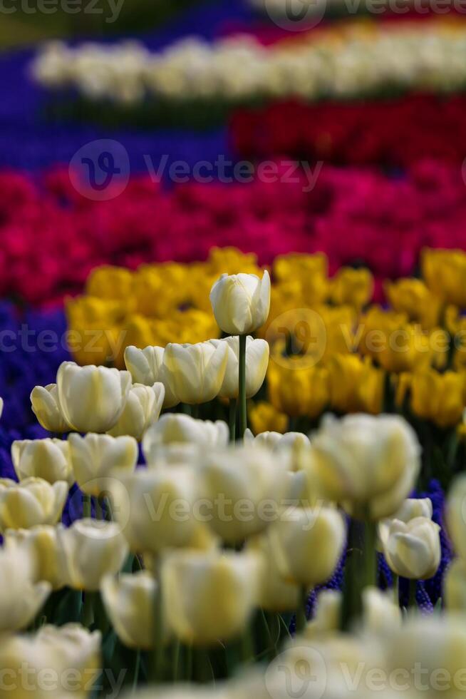 ein Weiß Tulpe im Tulpen Feld oder Park. Frühling Blumen Vertikale Hintergrund Foto