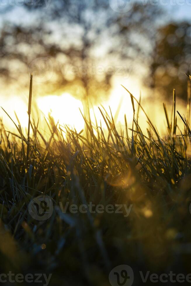 Gräser im Fokus beim Sonnenuntergang. Natur oder Umgebung oder Kohlenstoff Neutralität Konzept foto