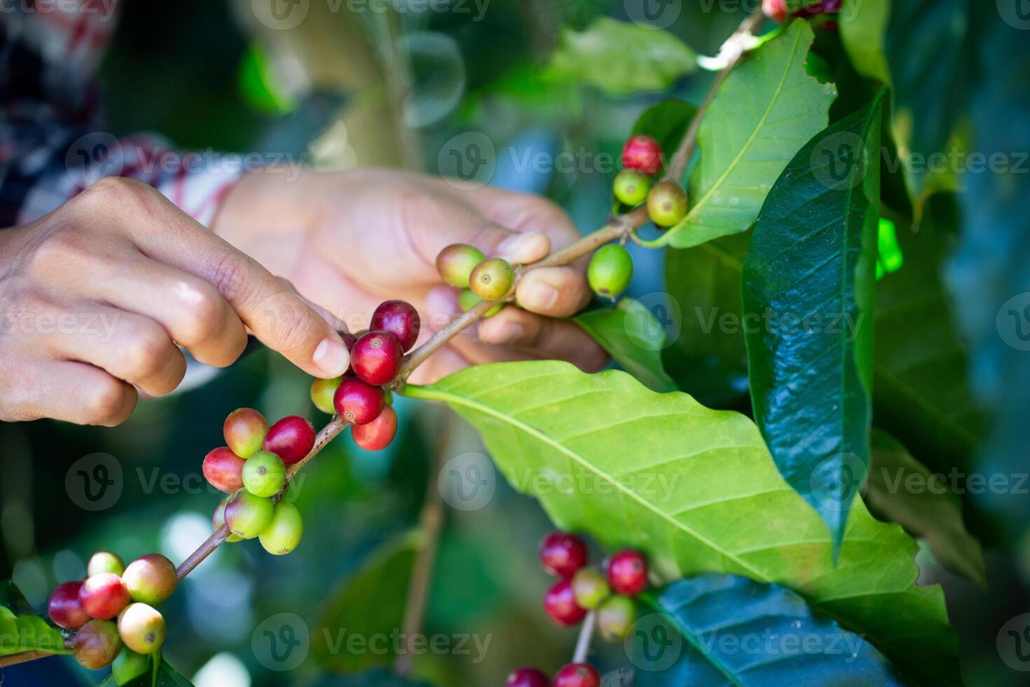 Hand pflücken Kaffee Bohne Obst von das Baum. Landwirt Hand pflücken rot Arabica Kaffee Bohnen auf Kaffee Baum. foto