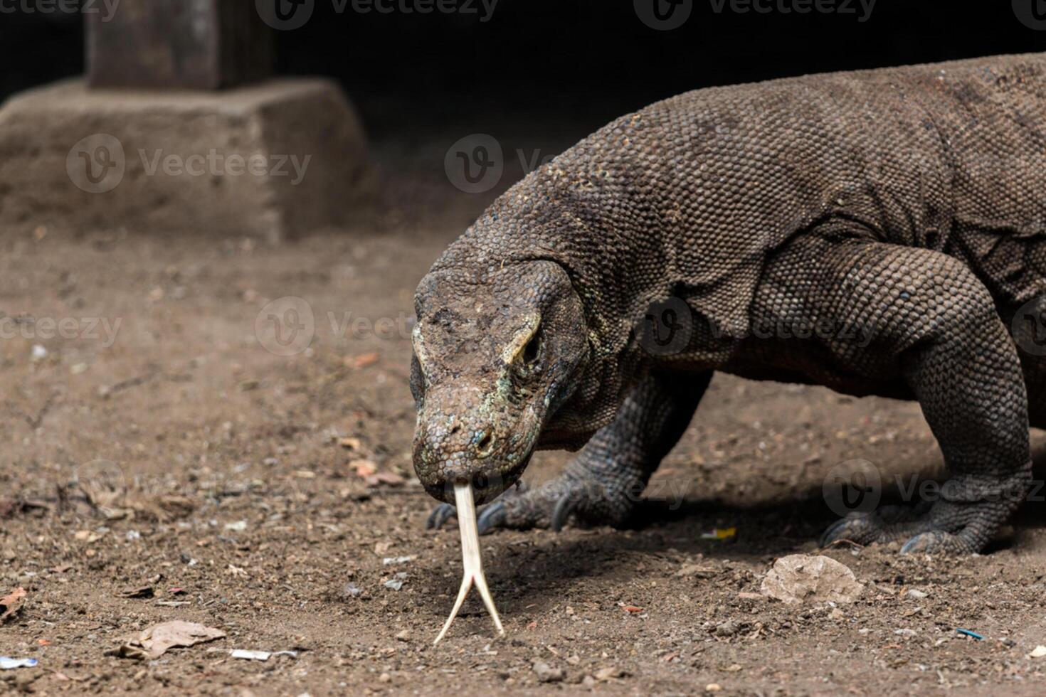 komodo Drachen auf Strand, komodo Insel, Osten nusa Tenggara, Indonesien foto