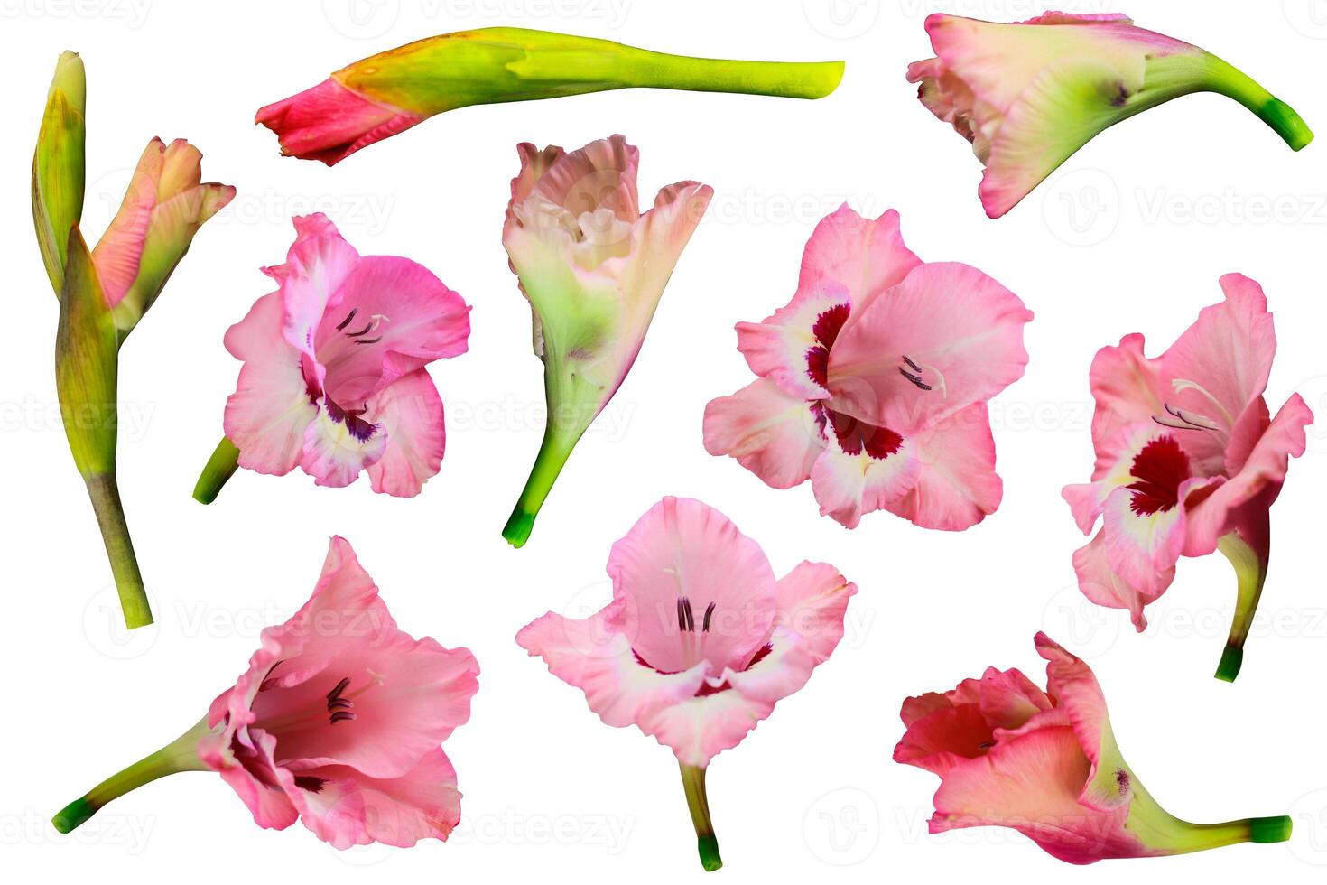 Gladiole Blume isoliert auf ein Weiß Hintergrund, Ausschnitt Pfad inbegriffen zum einfach Auswahl foto
