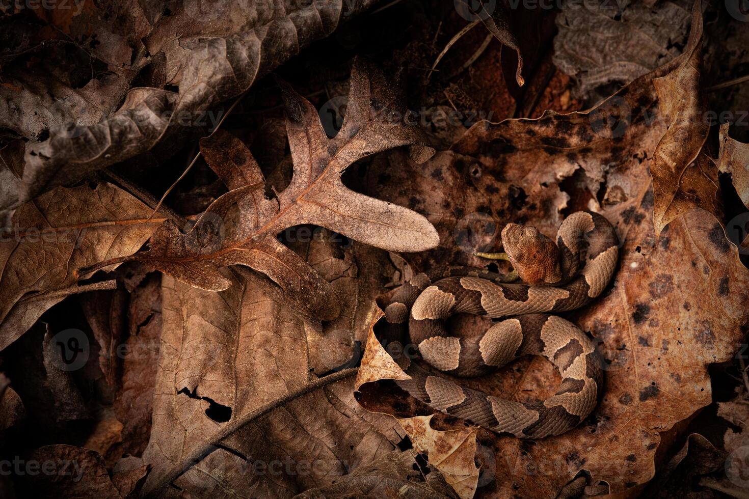 östlichen Kupferkopf Schlange, Agkistrodon Schlangenmensch foto