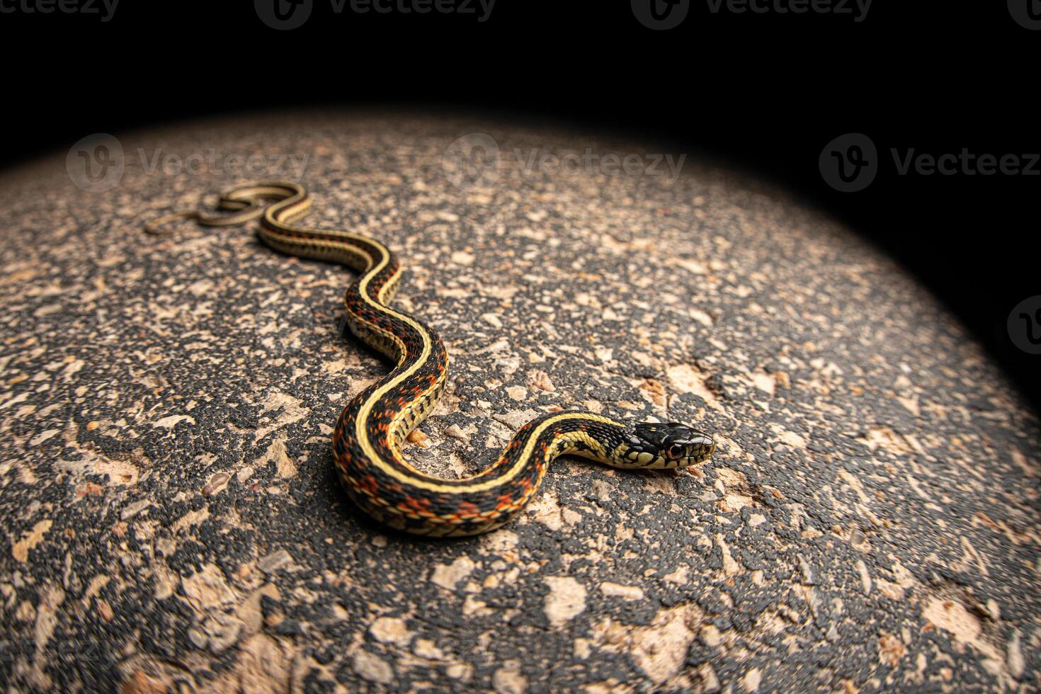 Strumpfband Schlange, Tamnophis Sirtalis foto