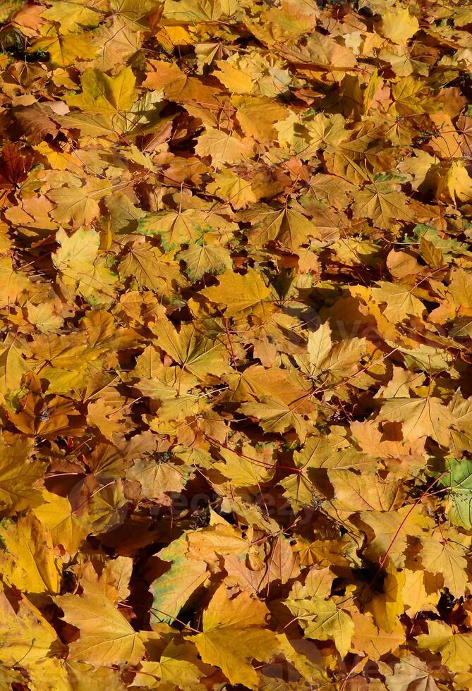 buntes Hintergrundbild von gefallenen Herbstblättern, perfekt für den saisonalen Einsatz foto