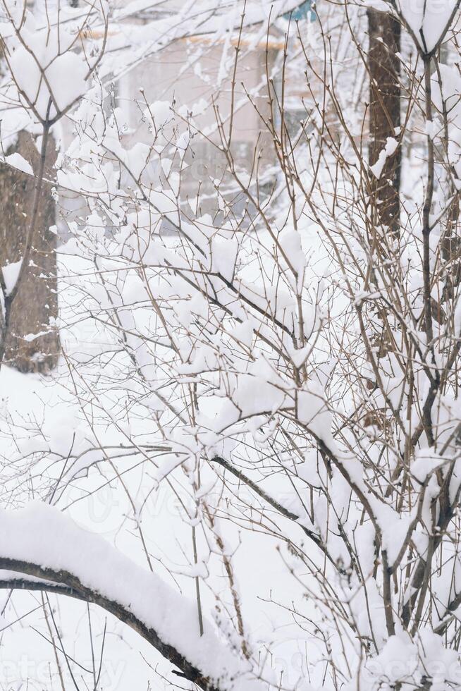 Baum Ast während Schneefall, gegen das Hintergrund von das Stadt, Nahansicht foto