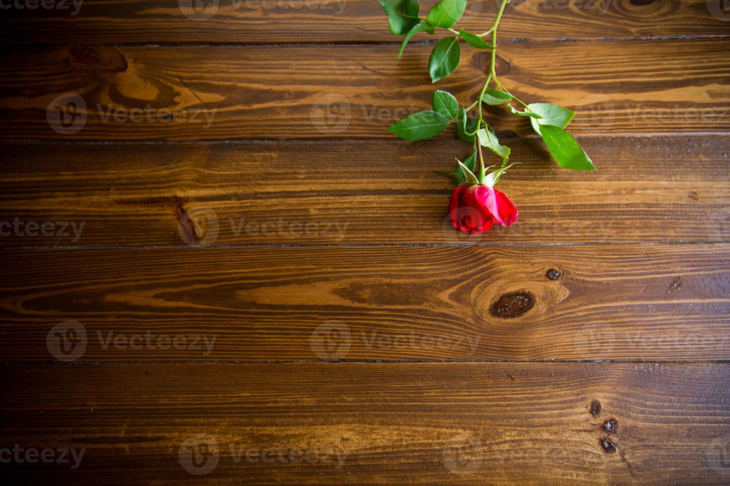 einer rot schön Blühen Rose auf ein hölzern Tabelle foto