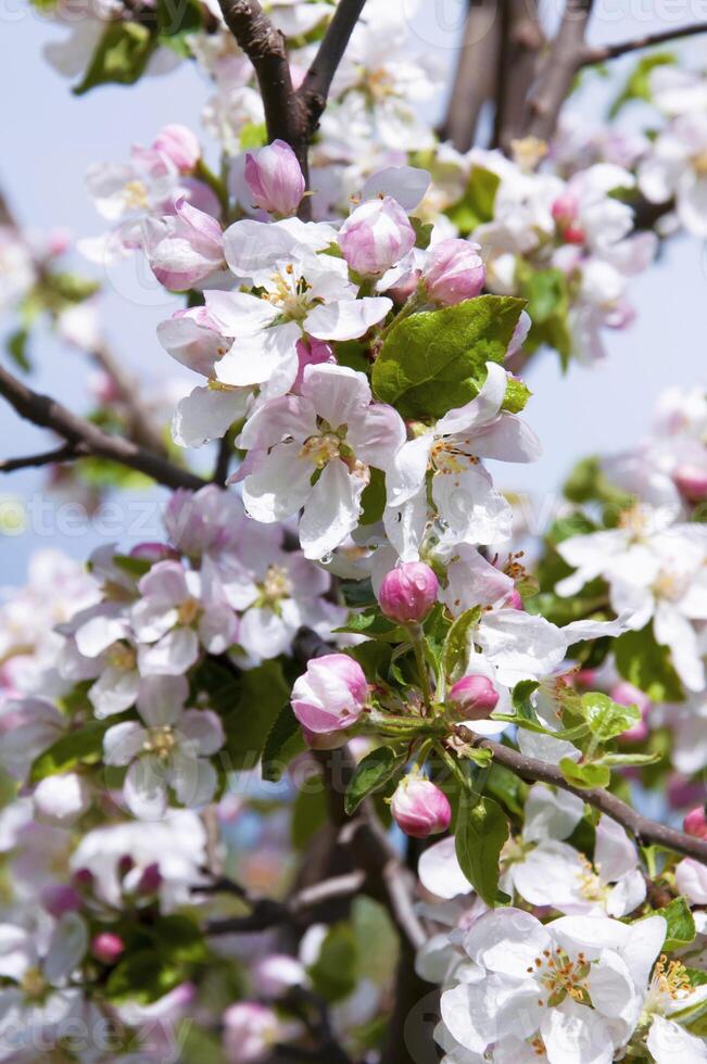 Blühen Obst Baum. Rosa Kirsche blühen Blume auf ein warm Frühling Tag foto