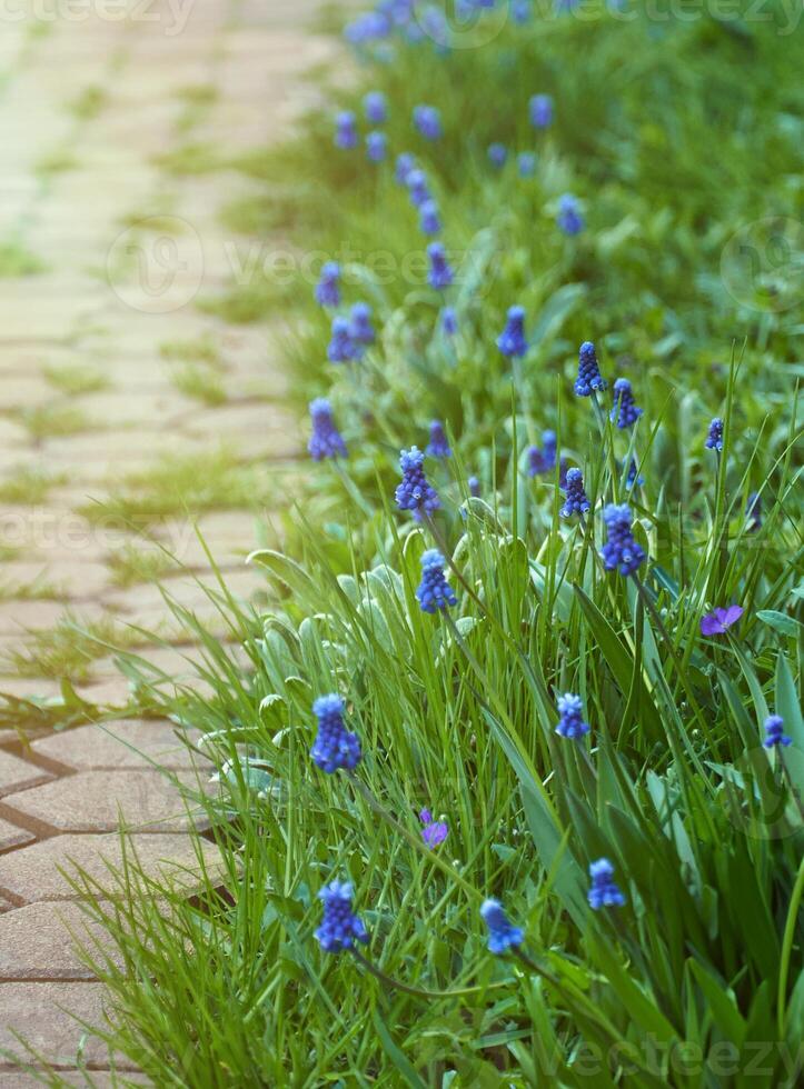 Blau Frühling Muscari Blumen wachsend im Garten mit Stein Weg foto