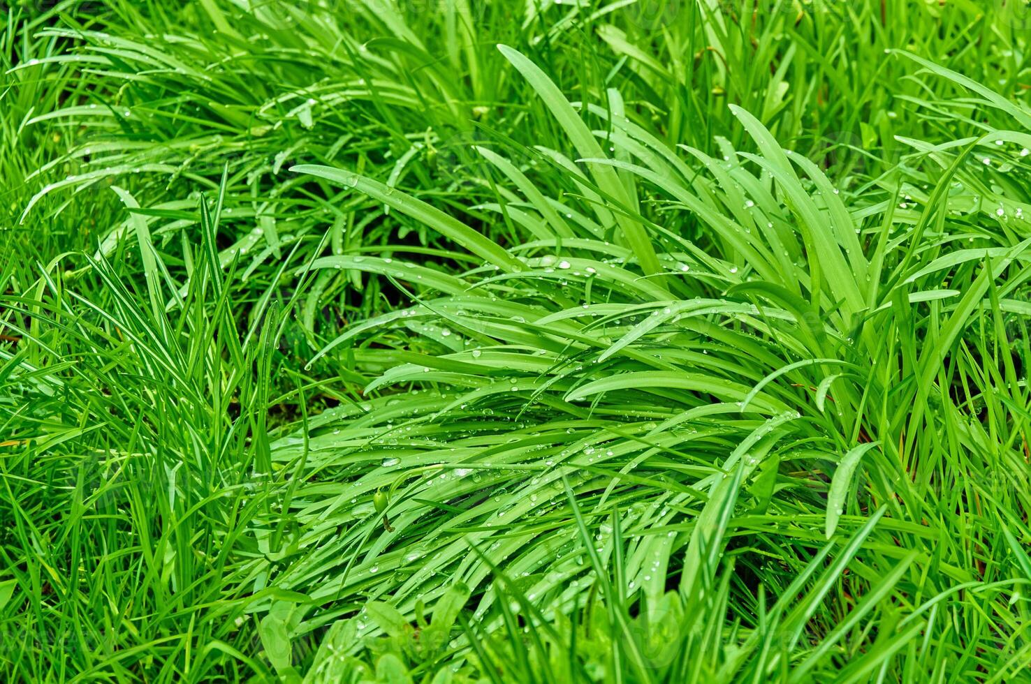saftig Grün Gras mit Tau Tropfen. Gras nach das Regen Nahansicht. foto