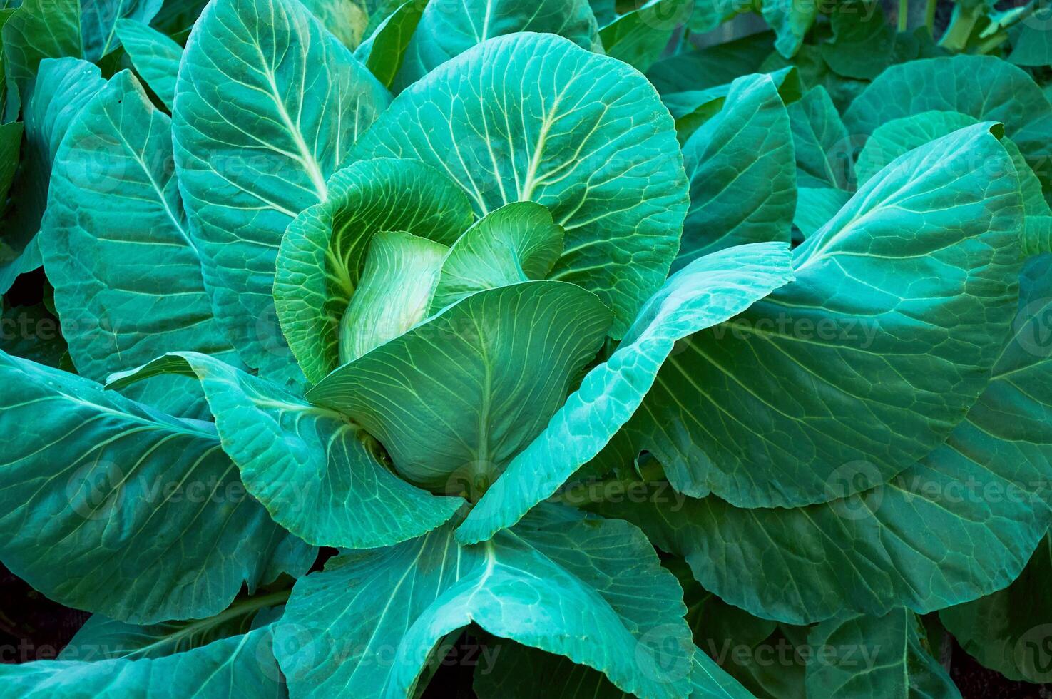 Kohl wachsend im das Garten, oben Sicht, Nahansicht foto