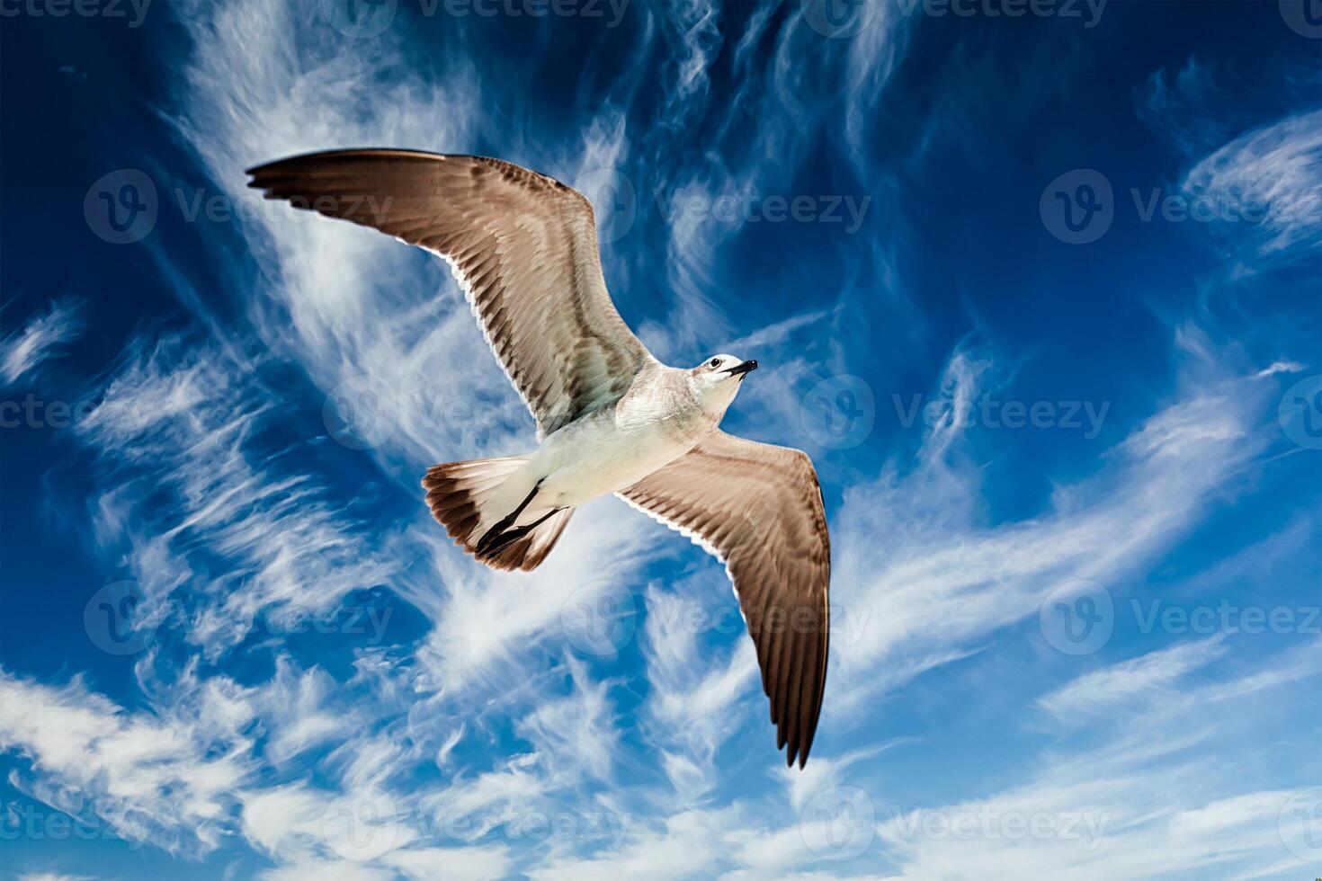 Möwe fliegt im Himmel foto