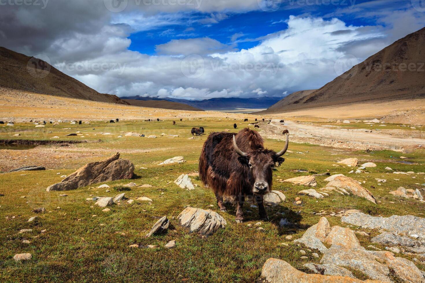 Yak im Himalaya. Ladakh, Indien foto