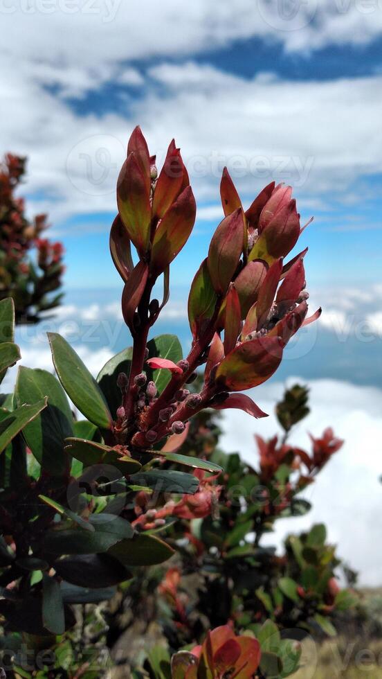 schließen oben von rot Protea Blumen auf das oben von das Berg foto