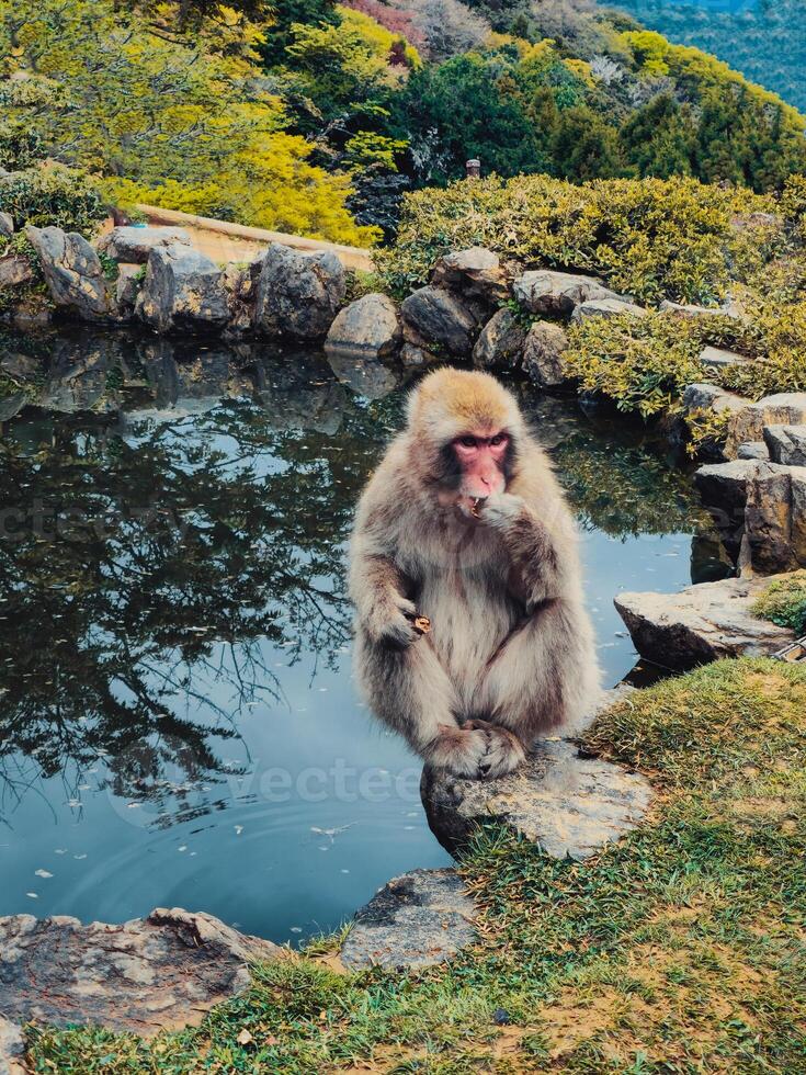 japanisch Affe Essen im das Natur foto