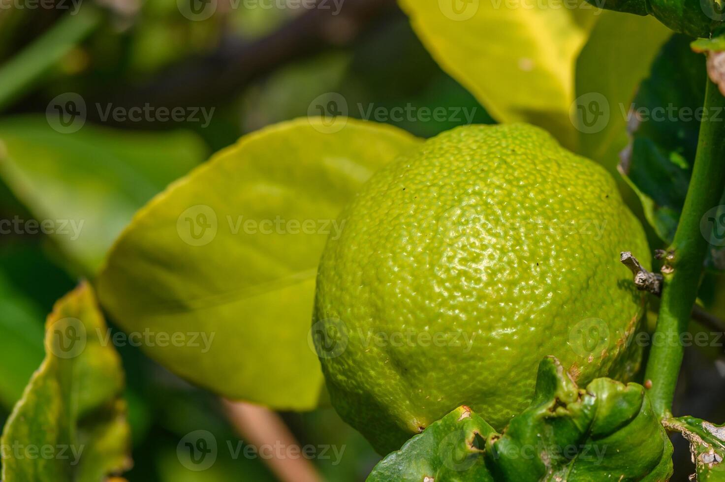 Grün Zitronen auf Baum im Garten 3 foto