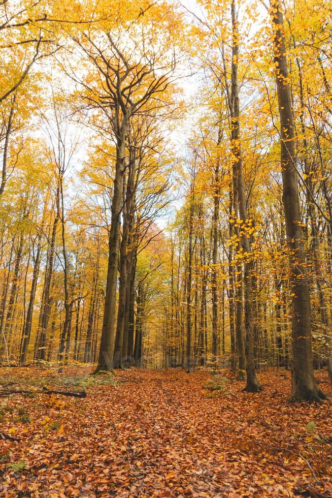 bunt Herbst Wald im das Brabantse wouden National Park. Farbe während Oktober und November im das Belgier Landschaft. das Vielfalt von atemberaubend Natur foto